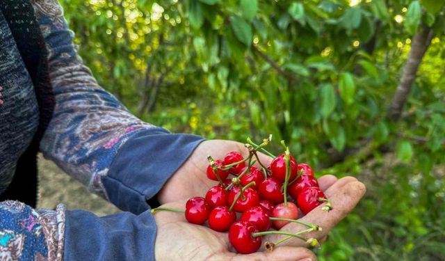 Kuzey yarımkürenin ilk kirazı hasat edildi