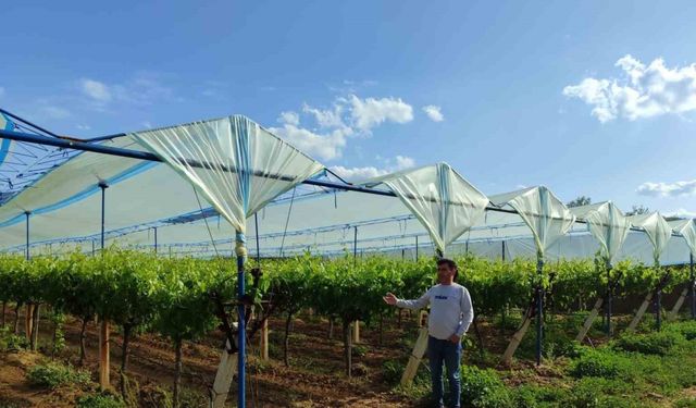 Manisa’nın dünyaca ünlü üzüm bağları örtüyle koruma altına alınıyor