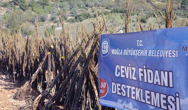 Meyve fidanı dağıtımı devam ediyor