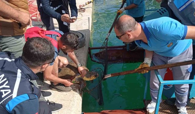 Misinaya dolanan caretta için seferber oldular