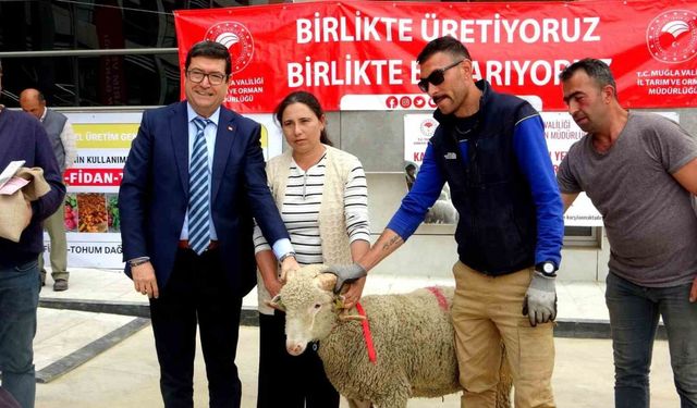 Muğla’da 75 adet koç ve 625 kilogram yerfıstığı üreticilere dağıtıldı