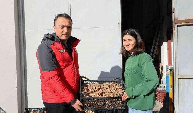 Muğla’da Zerdeçal ve Zencefil üretimine büyük ilgi