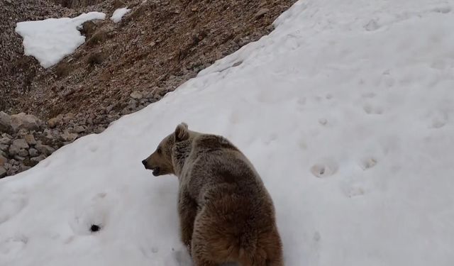 Munzur Dağlarında ayı ve dağ keçileri görüntülendi