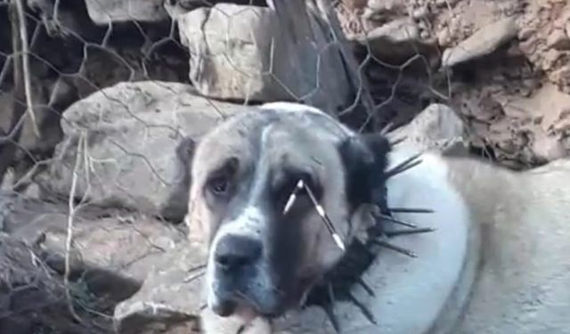 Oklu kirpinin fırlattığı ok gözüne isabet eden köpek kör oldu, 2 köpek yaralandı