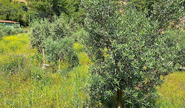 Ortaca’da zeytin bahçelerinde zararlılar tespit edildi