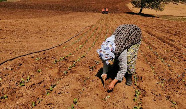 Salihli’de tütün dikimi başladı