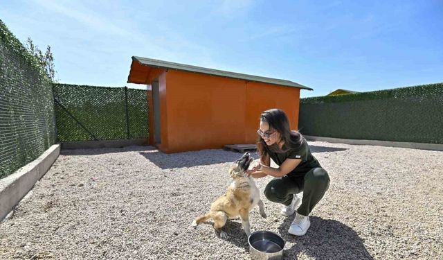 Sokak köpeklerinin özel yaşam alanı