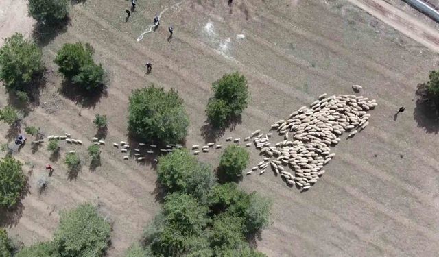 Süt kuzuları onlarca koyun arasında annelerini kokularından tanıyor