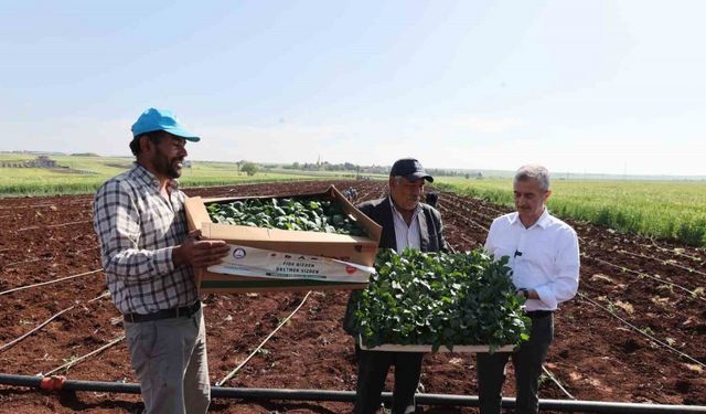 Tahmazoğlu çiftçilerle birlikte fide dikti