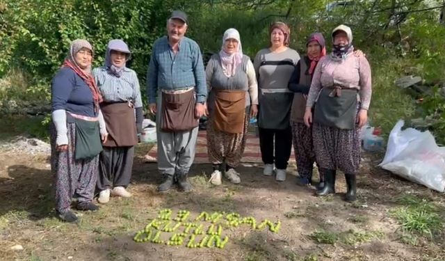 Tarım işçileri 23 Nisan’ı erik hasadı yaparken kutladılar