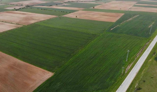 Trakya’da son yağışlar çiftçinin endişelerini ortadan kaldırdı