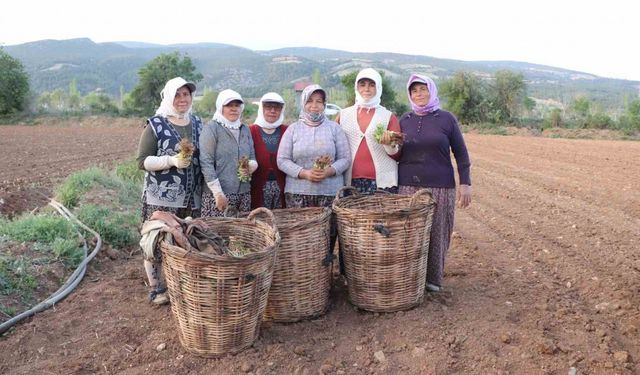 Tütün ambarı Denizli’de fideler toprakla buluştu