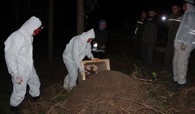 Vezirköprü’de gece yarısı kırmızı karınca operasyonu: Zararlı böcekleri yiyecek