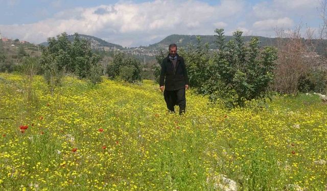 Yayla ve köyler baharla yeşile bürünerek renklendi