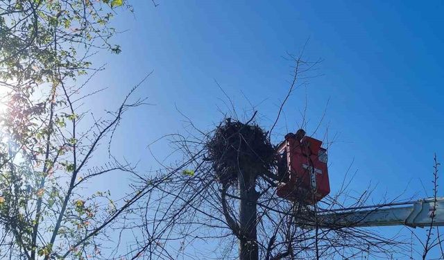 Yuvasına giremeyen leylek için ağaç budandı