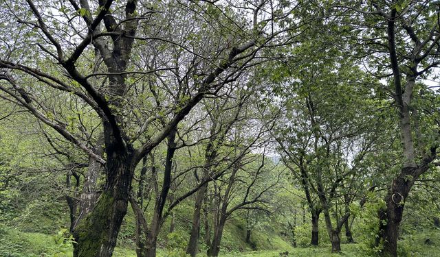 Balıkesir'deki kestane ormanlarına "katil arı" ile mücadele için binlerce böcek bırakıldı