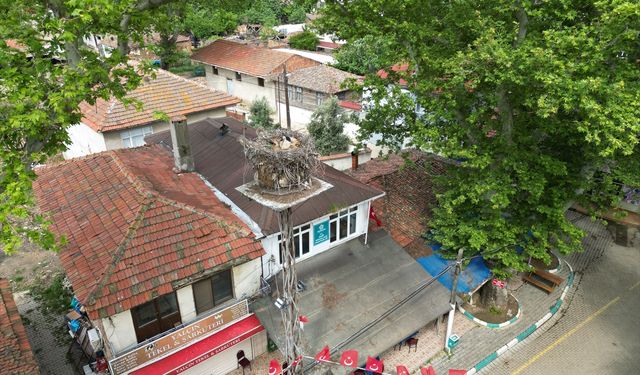 Tekirdağ'ın 20 yıllık sadık dostu leylek "Gelendost", Naip Mahallesi'nin geçici sakini sayılıyor