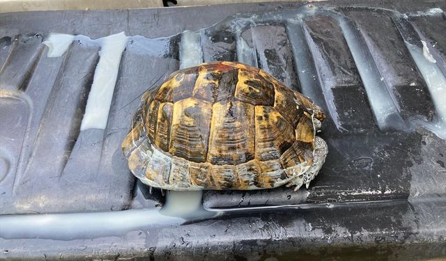 Toprak altında kalan kaplumbağayı zabıta ekipleri kurtardı