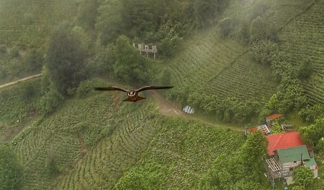 Artvin'de gökdoğan drone tarafından görüntülendi