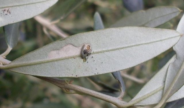 Bursa'da 'zeytin güvesi' ile ilaçlama mücadelesi başladı