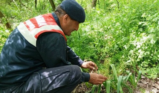 Edirne'nin sümbülü ve göçmen kuşlarına Jandarma kalkanı