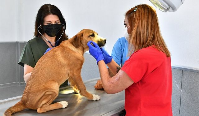 İzmir'de Veteriner İşleri Halk Sağlığı Dairesi Başkanlığı kuruldu