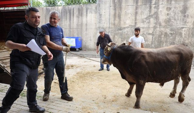 İzmit Belediyesi Modern Hayvan Pazarına kurbanlıklar geliyor