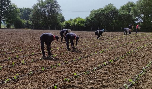 İzmit'in Tarımsal Üretim Bahçesi’nde yazlık üretim başladı