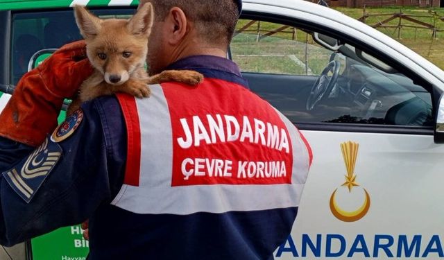 Jandarma, ailesinden ayrı yavru tilkiyi  doğaya kavuşturdu