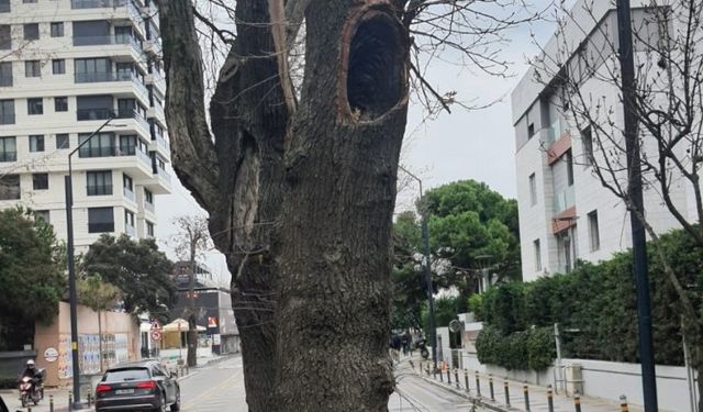 Kadıköy’de hasta ağaçların yerine yenileri dikilecek