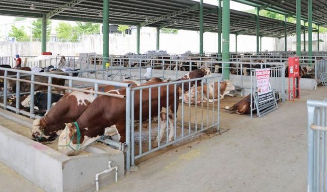 Kocaeli'de kurban satışı için ön kayıtlar başladı