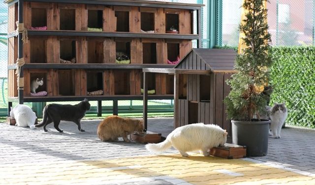 Küçük Dostlar Kedi Kasabası'na ziyaretçi akını