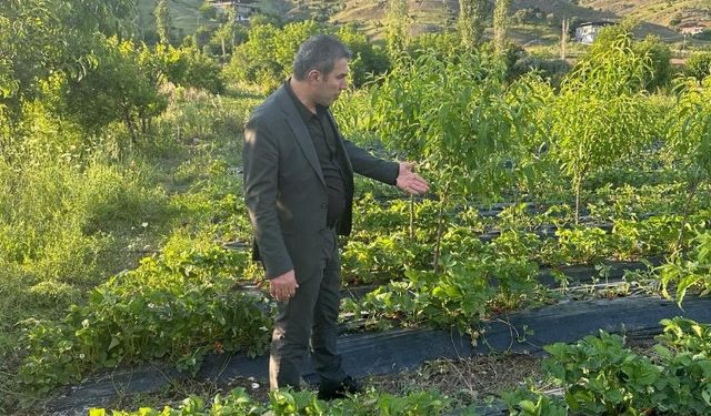 Sason Belediye Başkanı Demir, dolu yağışının vurduğu Çilek tarlalarını gezdi