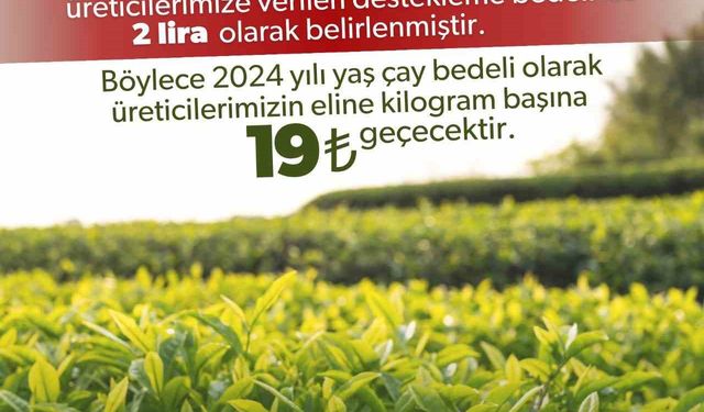 2024 yılı için kilogram başı yaş çay alım fiyatı 17 lira olarak belirlendi