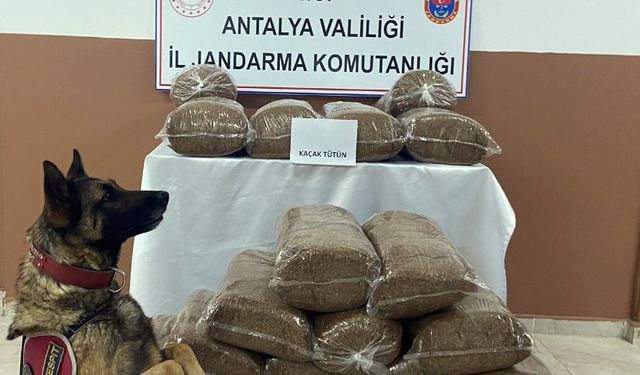 230 kilogram kaçak tütün ele geçirildi