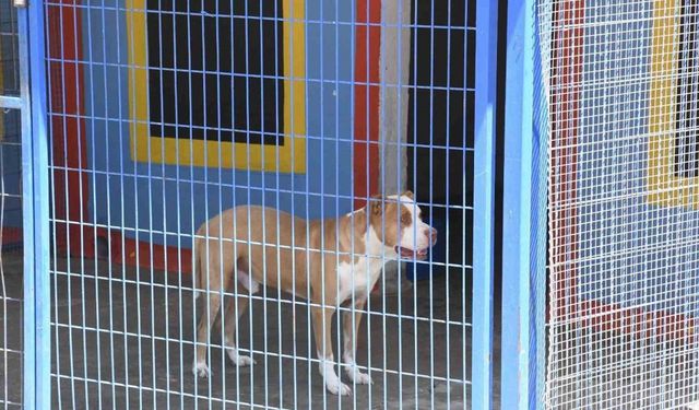Açlıktan hasta ve zayıf düşen beslenmesi yasak olan pitbull cinsi köpek, Kuşadası Belediyesi’nin ellerinde hayata tutundu