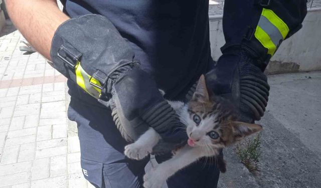 Alanya’da motosikletin içine sıkışan kedi 15 dakikalık çalışmayla kurtarıldı