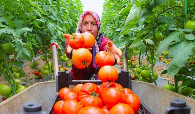 Amasya’da domates hasadı başladı, 100 bin ton rekolte bekleniyor