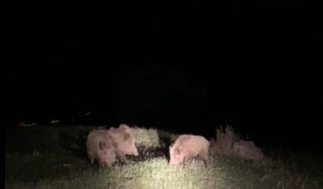 Ardahan’da yaban domuzları tarım arazilerine zarar veriyor