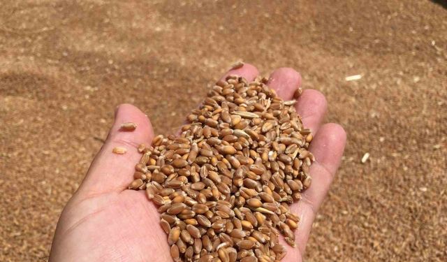 Aydın’da buğday alım fiyatını açıkladı