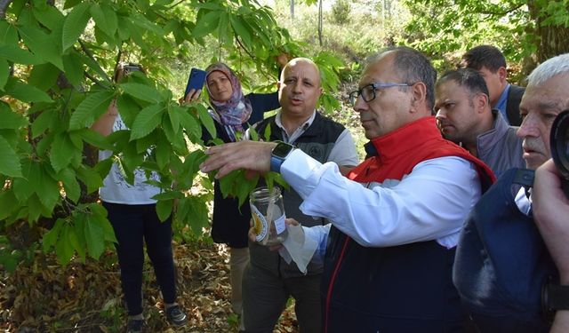 Aydın’da ilk kez denendi, kestane üreticisine umut oldu