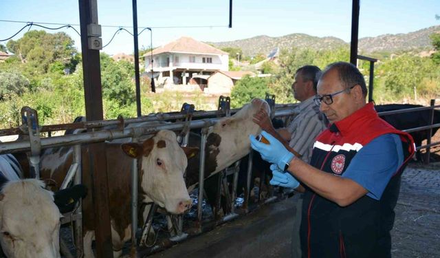 Aydın’da Şap hastalığına karşı aşı çağrısı