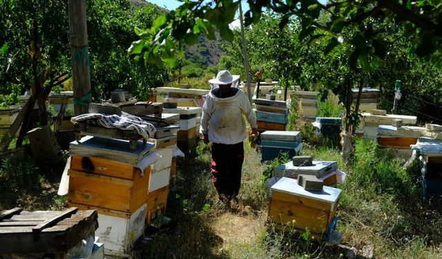 Bal arılarının yayla yolculuğu başladı