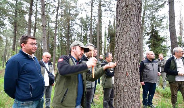 Balıkesir’de hızlı gelişen tür ağaçlandırmaları gözlem altında