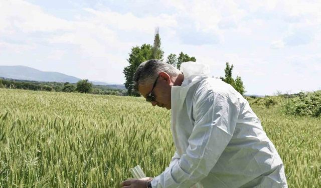 Balıkesir’de süne ile biyolojik mücadele başladı