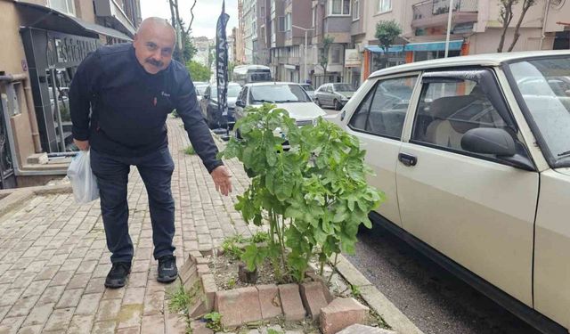 Bandırma’da sokakların yeşillenmesi için çağrı