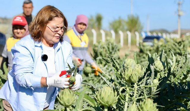 Başkan Gençay, enginar hasadına katıldı