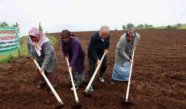 Başkan Güler: “Akkuş Fasulyesine Avrupa Birliği coğrafi işaret almak için çalışmalar yapılıyor”