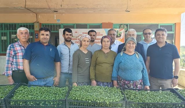 Bozdoğan’da üreticilere turşuluk fide dağıtıldı