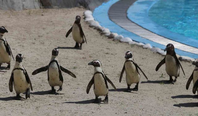 Bursa Hayvanat Bahçesi’nde penguen ailesine 2 yeni üye